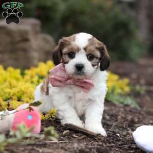 Darla, Cavachon Puppy